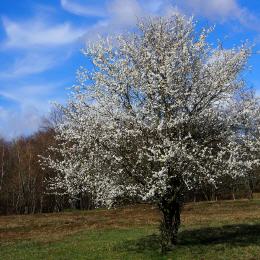 Jahreswettbewerb  2021  Der  Baum